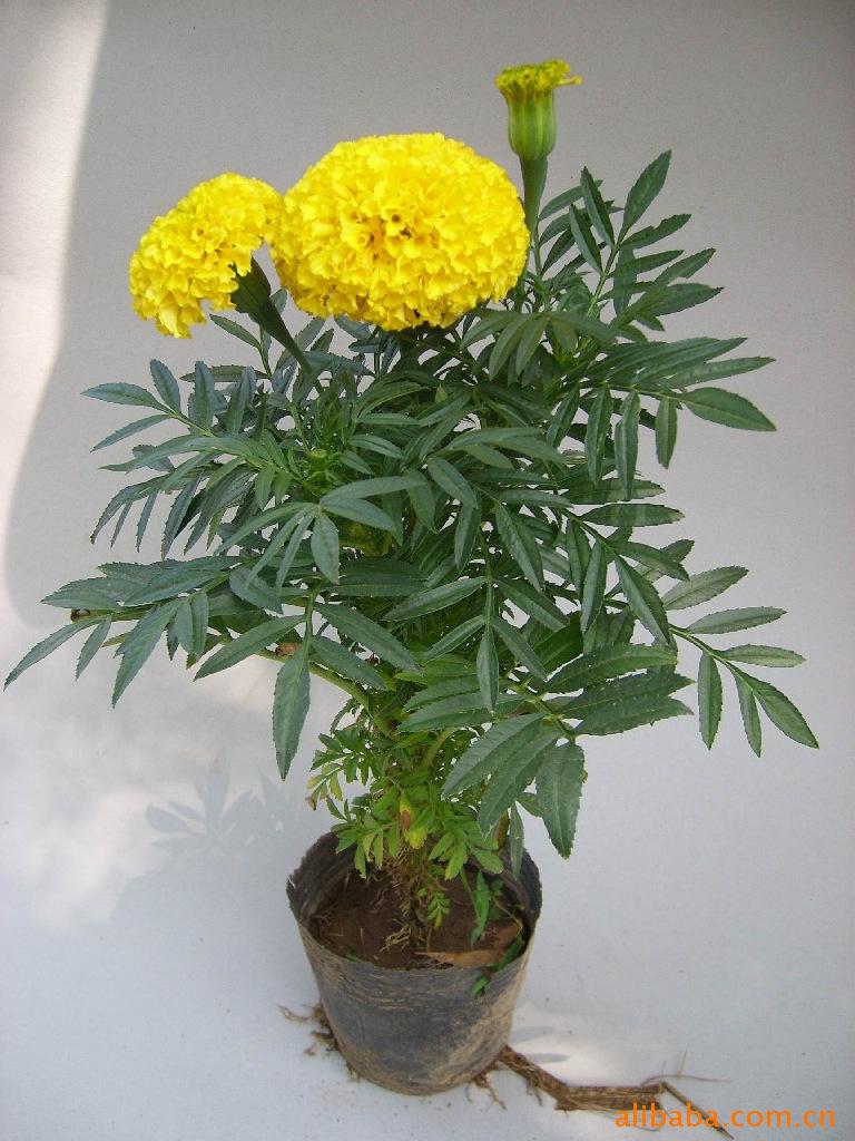 青州草花 矮牵牛 一串红 万寿菊 彩叶草 孔雀草