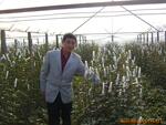 昆明鲜花批发及种苗销售,供应各种鲜切花等