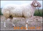 2012年养殖小尾寒羊肉羊，小尾寒羊养殖利润，小尾寒羊养殖前景