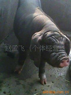江蘇太湖豬養殖合作社專供二花臉母豬