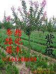 供应绿化苗木乔木紫薇、樱花、紫叶李、紫叶桃 基地直销