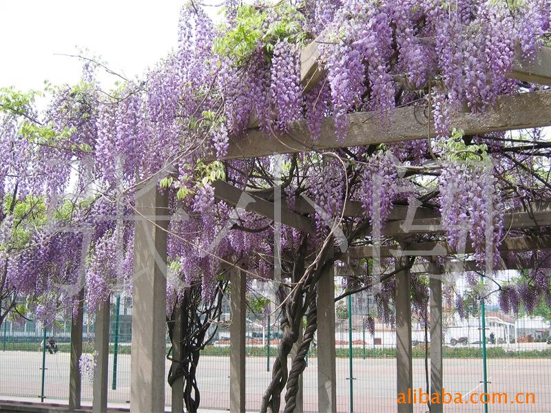 出售10公分粗度紫藤树 紫藤树 紫藤桩 大规格紫藤大树