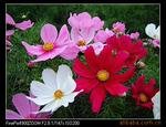 ��˹�ա���˹�ա�������˹�ա���Ӣ����ӣ