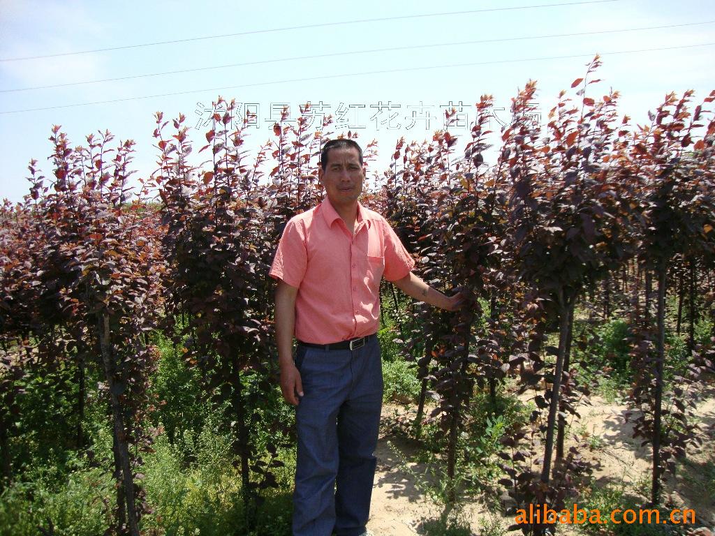 大量供应绿化苗木 红叶李 （3-8公分粗）绿化苗木
