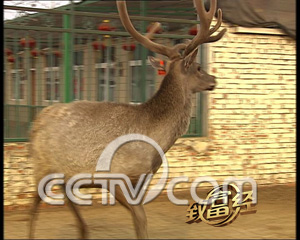 �����ʹ���¹��ҵ ÿͷ׬��ǧԪ ¹ CCTV7�¸��� ũҵ�¸��� ũҵ 