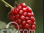 �ɿں�ݮ һĶ��׬1.2��Ԫ