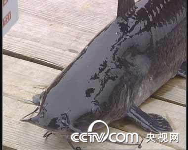 流动渔场 年赚过亿