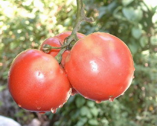 ���ܿո��Եİ���ˮ�� ʳƷ���� �ļ���ʳ 