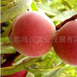 �ļ�ˮ��-��Ӧ200g����