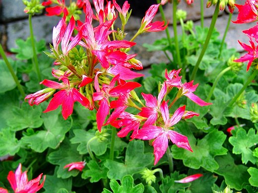 安芙兰与您分享--香薰美容八法