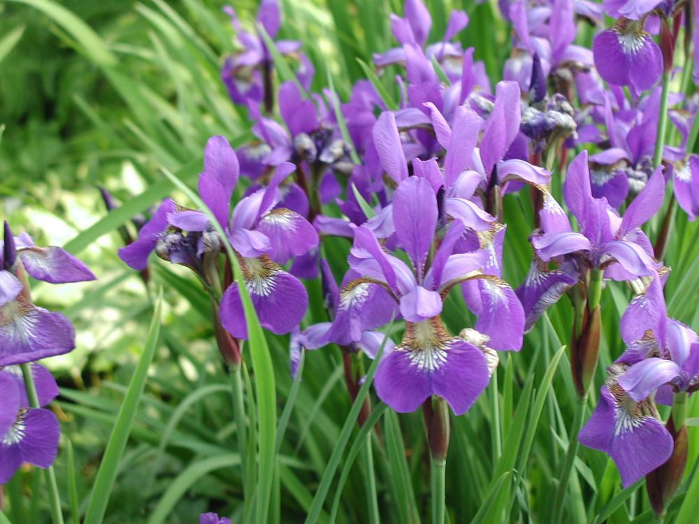 菖蒲,菖蒲花,不要混为一谈(yc)