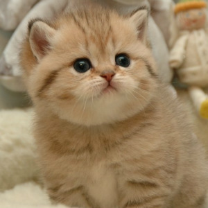 陶雪职&nbsp;&nbsp;&nbsp;&nbsp;务: 所&nbsp;在&nbsp;地: 跟我洽谈打