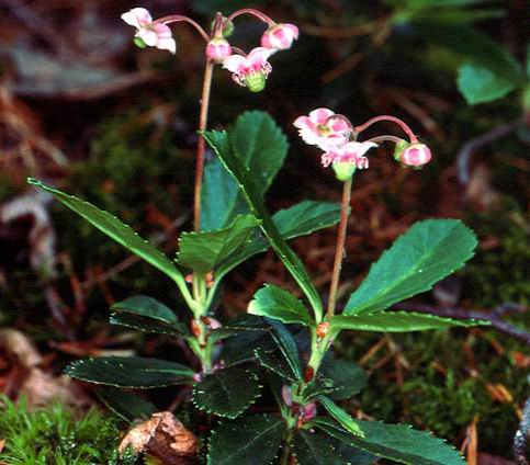 【经济植物】梅笠草,伞形梅笠草,开发前景乐观的两种植物