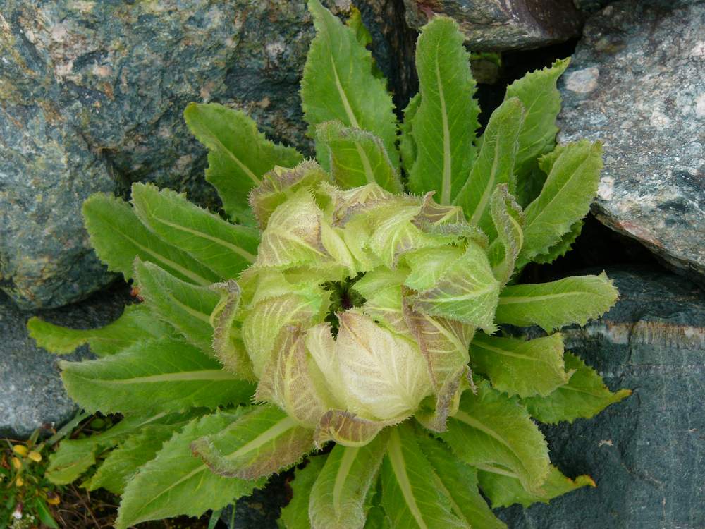 罕见植物[要找休闲接单员每日一贴]19日