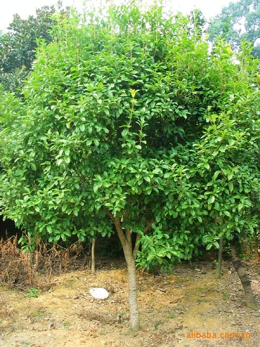 供应湖南乔木 胸径6--8公分桂花