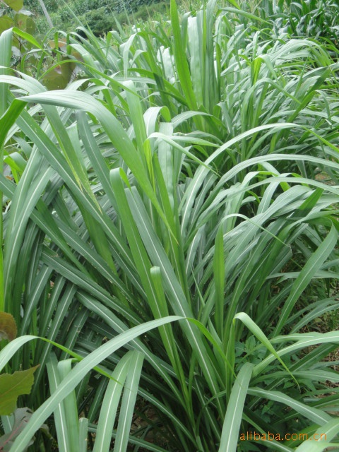 高产量适口性很好耐生性极强牧草新型皇竹草牧草