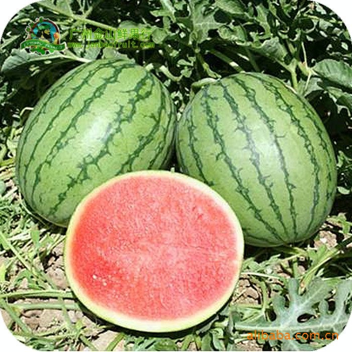 供应帅童种子超甜皮薄耐运先正达小型无籽西瓜