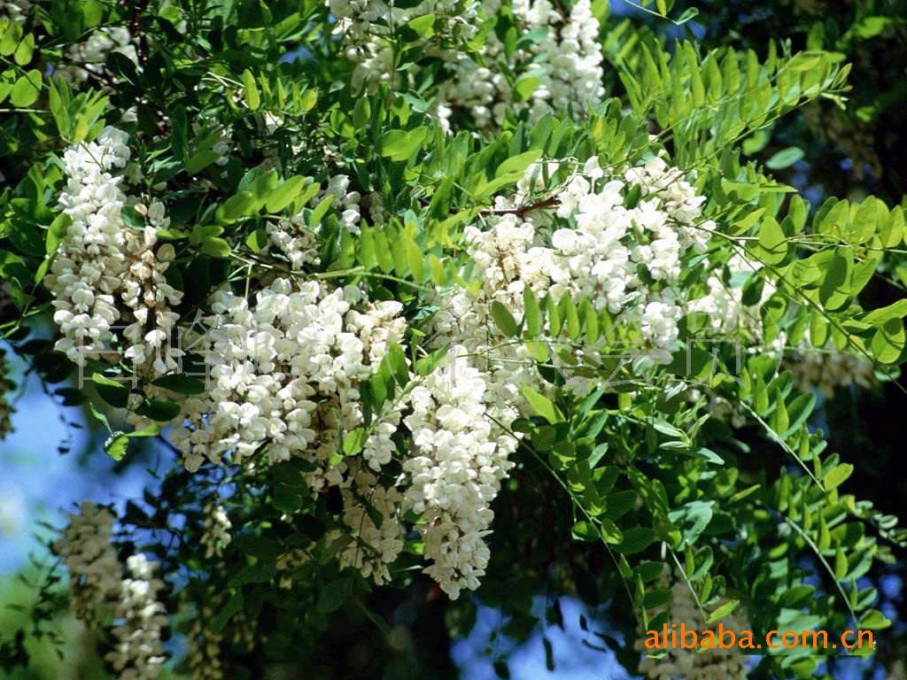 厂家供应各规格优质香花槐 自产自销 价格公道