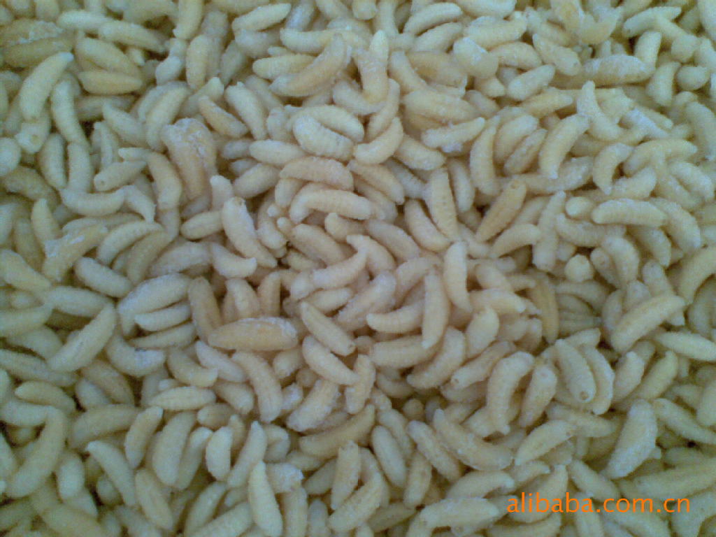 冷冻竹虫,蜂蛹大量上市,精品质量,低价批发!