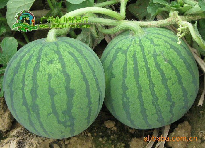 供应蜜童种子【超甜/皮薄/耐运】先正达小型无籽西瓜