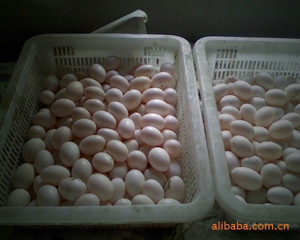 批发零售大量鸽子蛋10只起卖