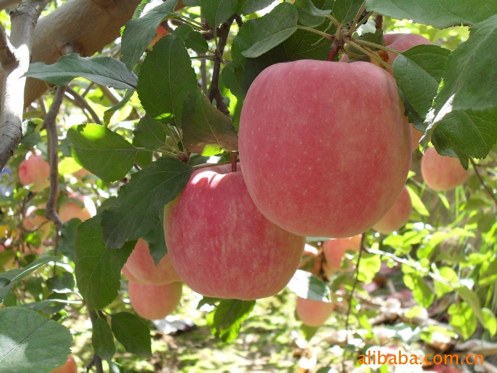 天然美果——静宁红富士