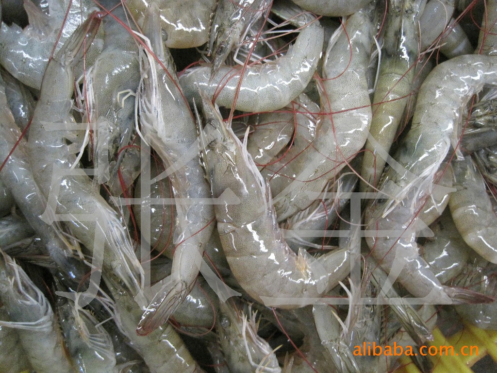 供应海产品海鲜南美白虾