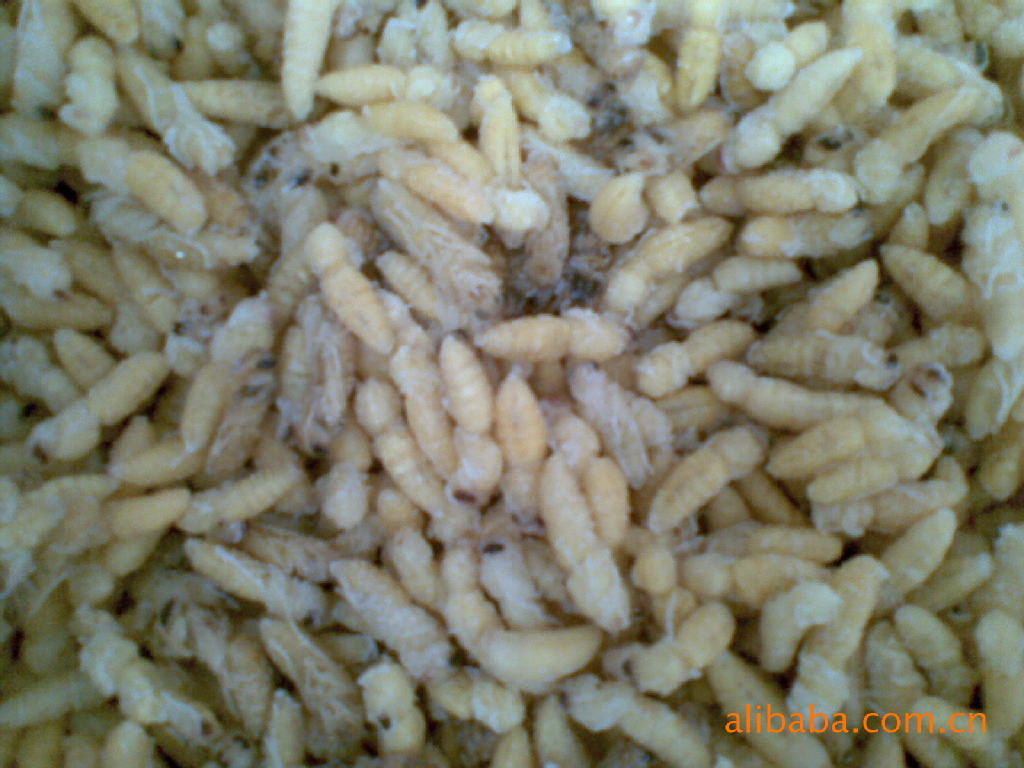 冷冻竹虫,蜂蛹大量上市,精品质量,低价批发!