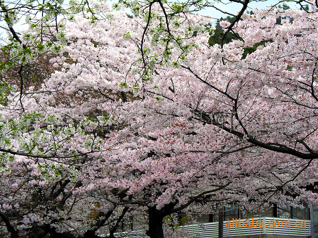 青岛信诺染井吉野樱花嫁接苗日本樱花早樱晚樱普贤象大岛双樱品种