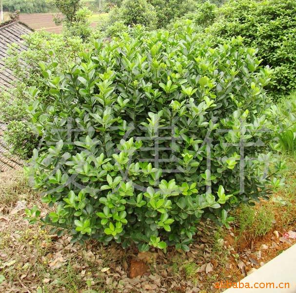 供80-150公分四季青球苗木