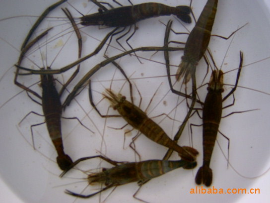 海鲜批发长年供应朝鲜青虾朝鲜鲜活青虾朝鲜海鲜