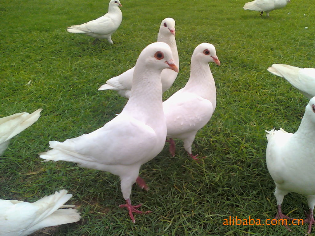 供应多种高品质的乳鸽 种鸽养殖场供应的乳鸽 高品质的乳鸽
