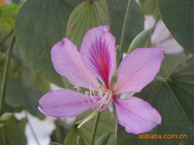 屈原也称颂 高洁玉合花 芬芳氲天地 甜香动万家