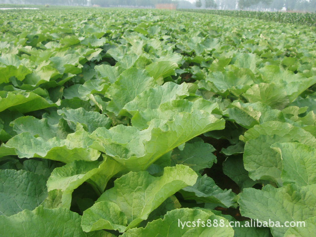 中國著名品牌 阿福園 牛蒡茶 中高檔禮品盒 牛蒡絲茶 優質牛蒡_茶葉