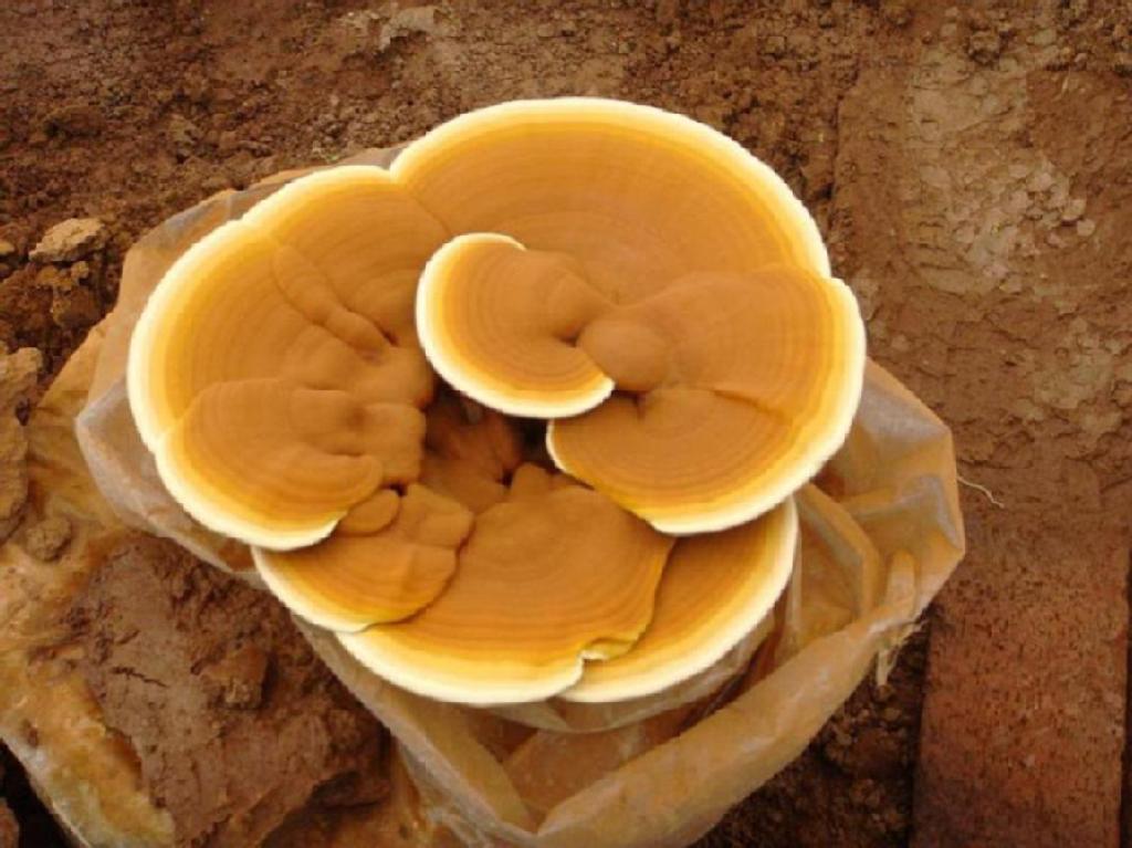 灵芝药用强身滋补,扶正固本,延年益寿,于是崇敬灵芝便把灵芝看作仙草