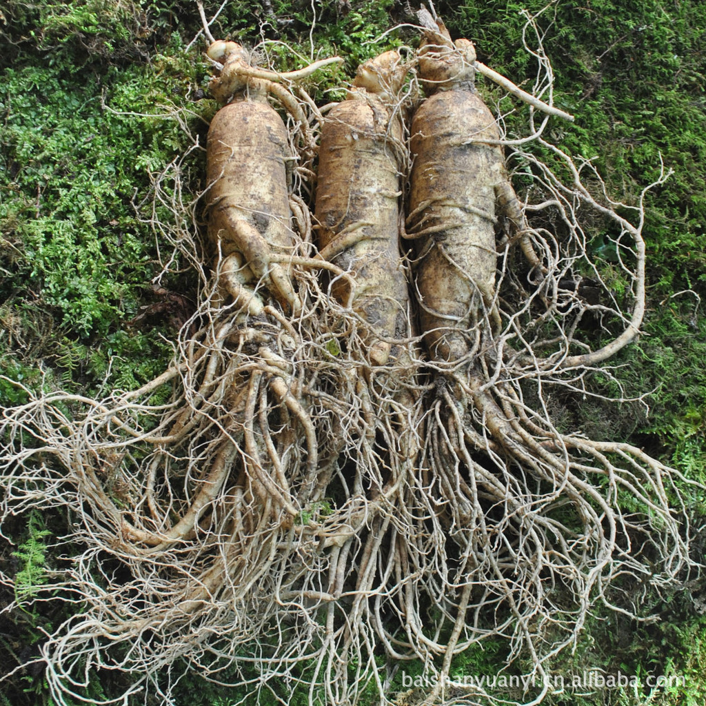 150克鲜水参,长白山产地供应,具活性,体实饱满.