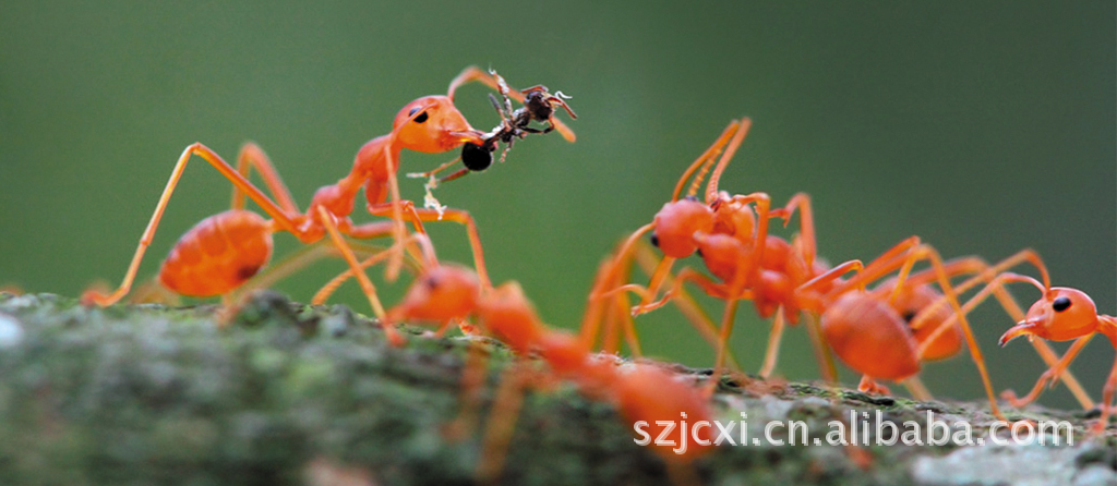 红蚁旅游图片