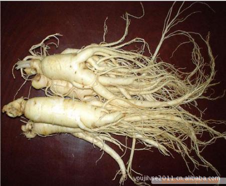 蘑菇-东北山珍 食用菌-山木耳 猴头蘑 山元蘑 山榛蘑 东北人参-蘑菇尽