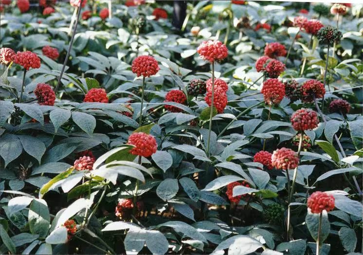 苏打粉 副作用三七功效与副作用