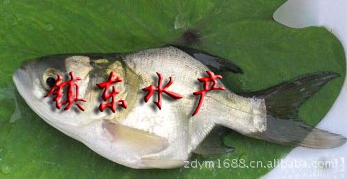 供應仙骨大頭魚(縮骨魚)仙骨大頭魚縮骨魚鱅魚