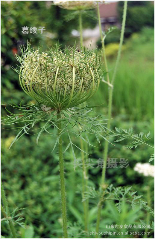 欧洲常用的烹调香料葛缕子(藏茴香)