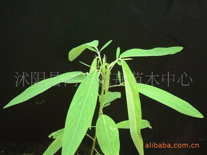 种苗,种子,种球-供应花卉种子 跳舞草种子1 件克起批 货到付款-种苗,