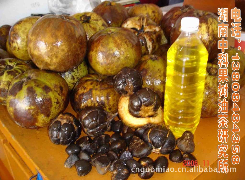 中科大果红花油茶单果重3斤/批发红花油茶苗/ 大果红花油茶种子