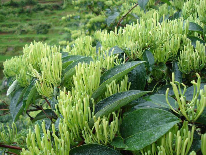 优质懒汉王金银花苗 懒汉金银花王树苗