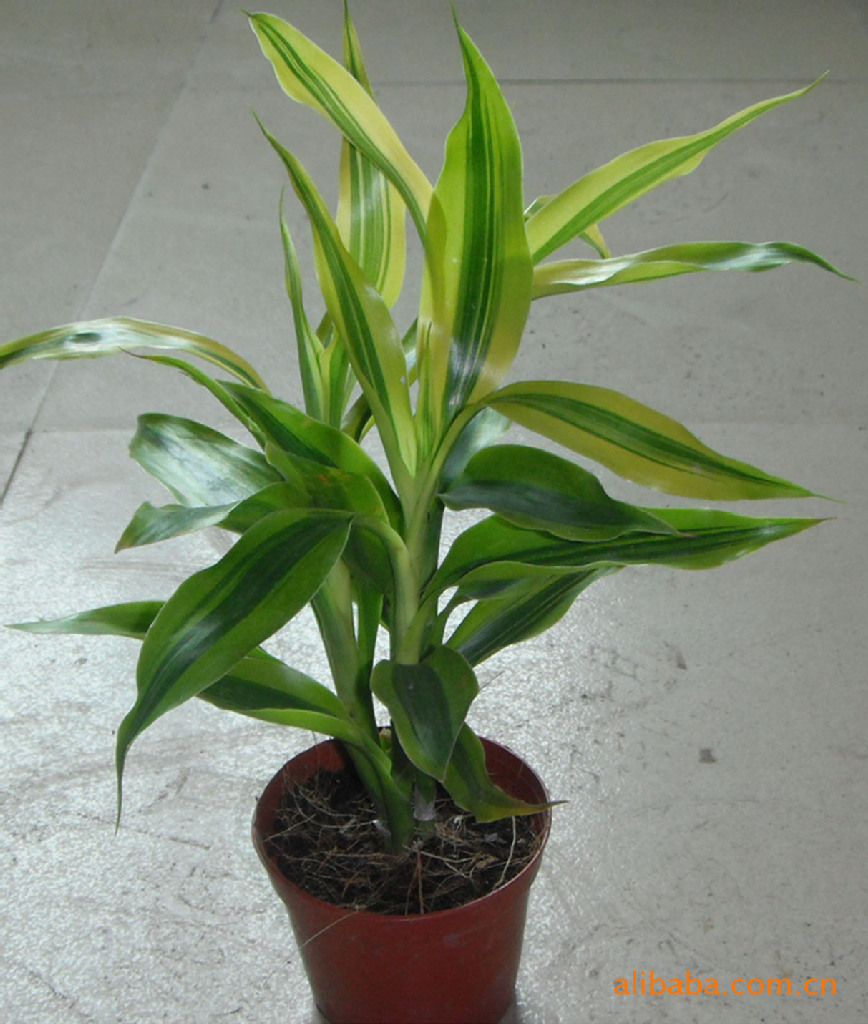 批发供应小盆栽迷你植物富贵竹金边竹a90