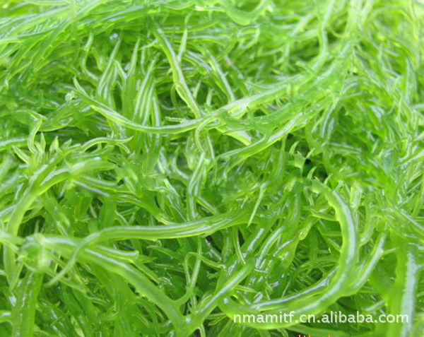 特级海石花 海菜加工 海石花菜