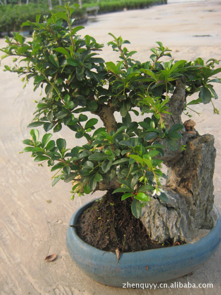 福建茶盆景,一般需搁放于通风透光,空气湿润的场所.