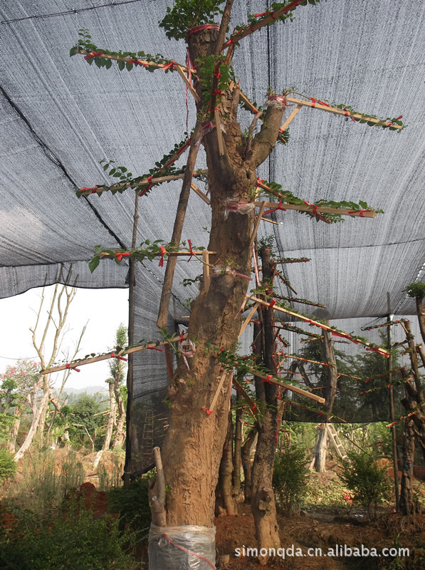 红继木树桩盆景