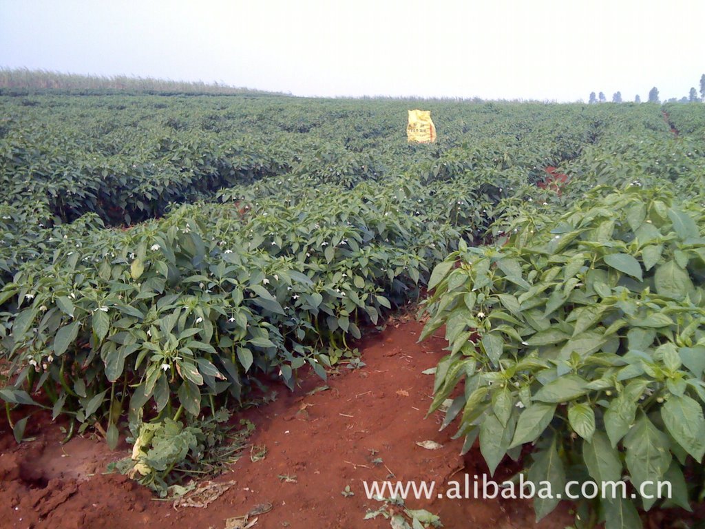 品质优质价廉新鲜无公害3#长线辣椒