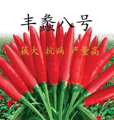 朝天椒-丰蠡八号